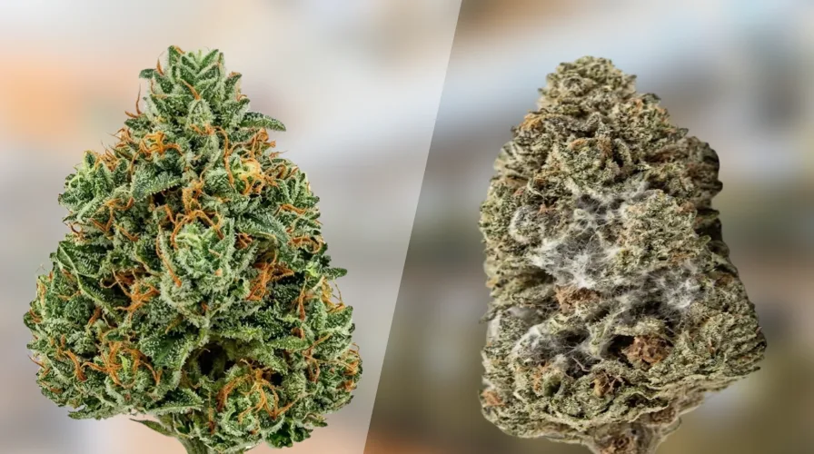 Good Cannabis and mold Cannabis